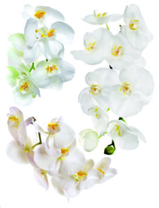 Samolepka na zeď s motivem Orchidee