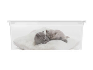 Úložný box velikosti S motiv Puppy & Kitten