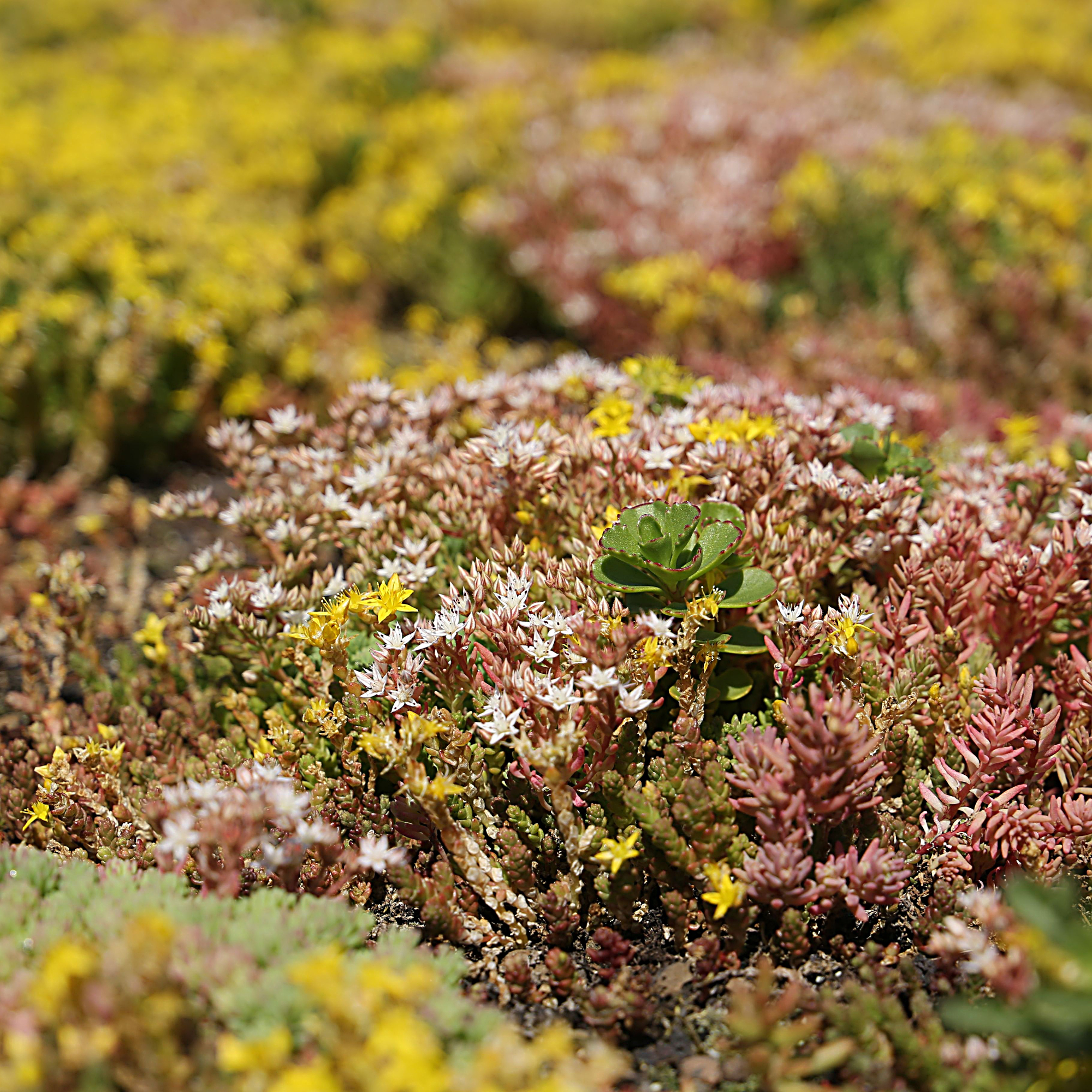 Rohož rozchodníková GREENDEK S5 600×2000 mm DEK